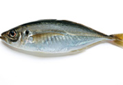 巴浪魚、沙丁魚怎么挑選新鮮的