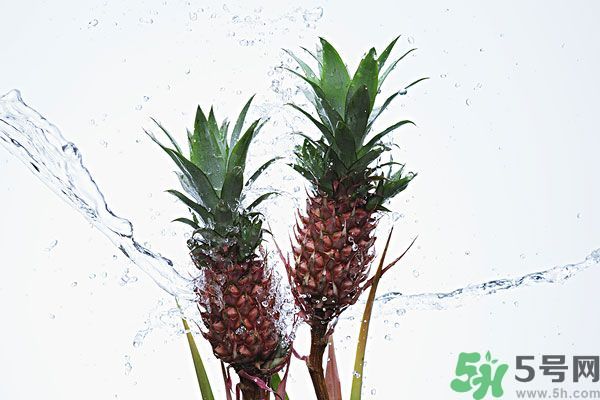 菠蘿和螃蟹能一起吃嗎？菠蘿能與螃蟹同吃嗎？