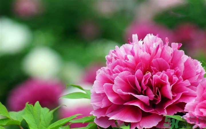 懷孕了能養(yǎng)花嗎？養(yǎng)什么花對(duì)胎兒好？
