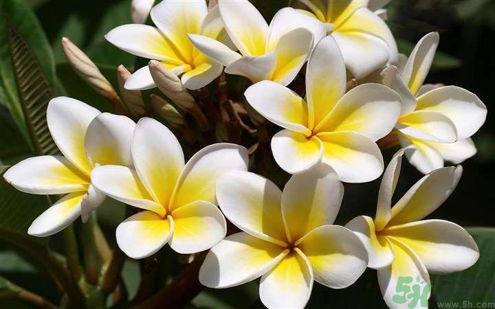 懷孕了能養(yǎng)花嗎？養(yǎng)什么花對(duì)胎兒好？