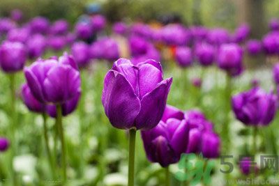 懷孕了能養(yǎng)花嗎？養(yǎng)什么花對(duì)胎兒好？