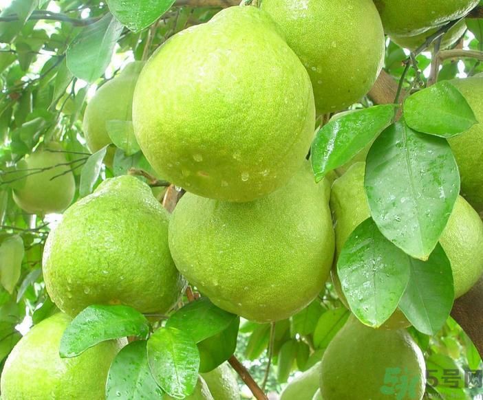 春季吃什么養(yǎng)生？春季怎樣養(yǎng)生？