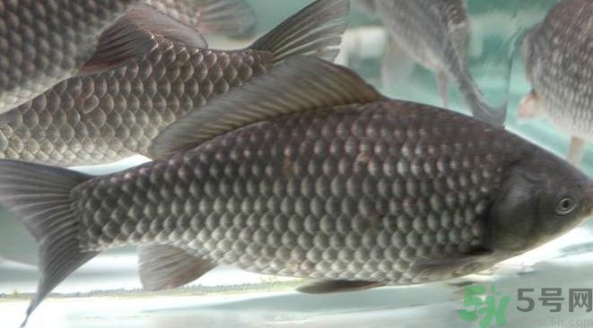 吃魚真的能變聰明嗎？喝魚湯有什么好處？