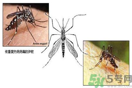黃熱病可以吃水果嗎？怎么預防黃熱病癥狀？