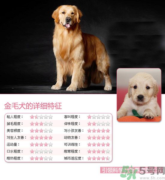 熱門寵物排名你知道嗎？寵物明星有哪些？