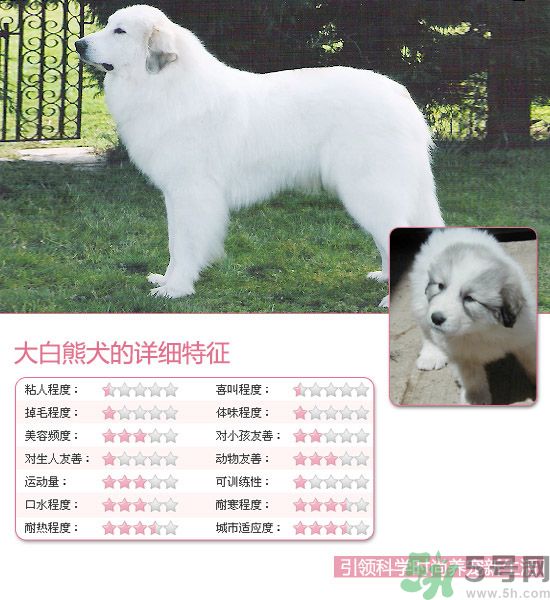 熱門寵物排名你知道嗎？寵物明星有哪些？