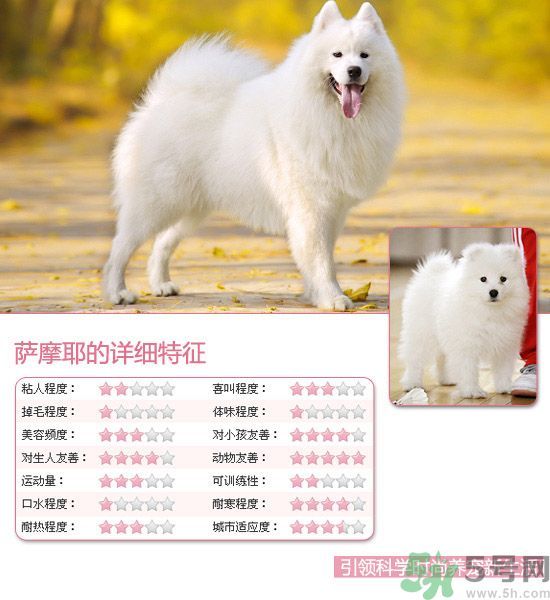 熱門寵物排名你知道嗎？寵物明星有哪些？