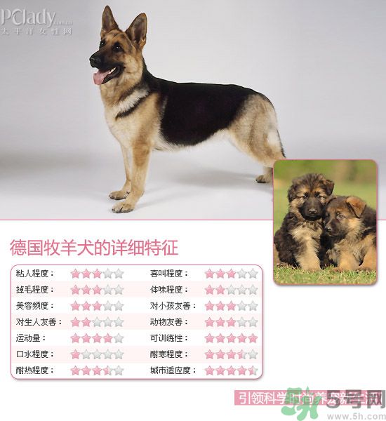 熱門寵物排名你知道嗎？寵物明星有哪些？