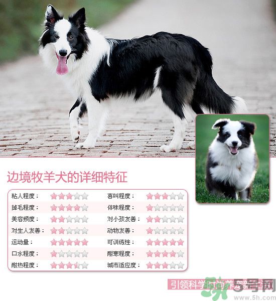 熱門寵物排名你知道嗎？寵物明星有哪些？