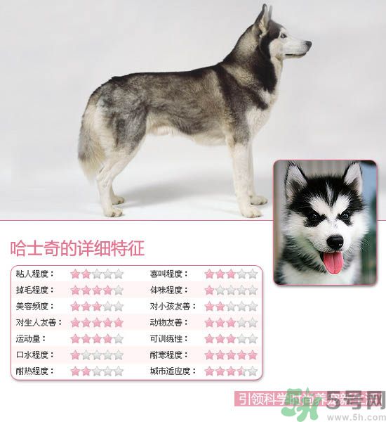 熱門寵物排名你知道嗎？寵物明星有哪些？