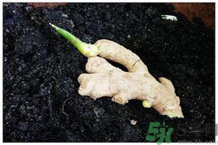 生姜發(fā)芽了能吃嗎？生姜發(fā)綠了能吃嗎？