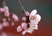 春分時(shí)養(yǎng)生要注意什么？春分要預(yù)防哪些疾?。?><p><strong>春分時(shí)養(yǎng)生要注意什么？春分要預(yù)防哪些疾??？</strong></p></a></li> </ul>
</div>
<div   id=