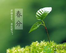 春分時養(yǎng)生要注意什么？春分要預(yù)防哪些疾?。?></p><h4>春分防支氣管擴張</h4><p>支氣管擴張是一種感染性疾病，因支氣管或肺慢性炎癥(浸潤型肺結(jié)核)的損害而造成支氣管壁破壞和管腔擴張及變形而發(fā)病。春天因氣候多變，乍暖乍寒，人們很容易引發(fā)支氣管擴張。有支氣管擴張宿疾的，更會因為天氣的冷暖無常，而引起復(fù)發(fā)咯血。</p><p>對于有支氣管擴張的患者，應(yīng)絕對臥床休息，最好是側(cè)臥位，要鎮(zhèn)靜，注意環(huán)境安靜。保持大便通暢，防止便秘。胸部放置冰袋。可用小量止咳鎮(zhèn)靜劑。此外，患者還應(yīng)借助飲食做輔助調(diào)養(yǎng)，下面介紹2款治療支氣管擴張食療方：</p><p>1、胡蘿卜茶陳海蜇、胡蘿卜各zoo克。將海蜇漂洗干凈，切碎，胡蘿卜洗凈切片，共置鍋內(nèi)，加水煎湯，代茶飲用。每日1劑?？汕鍩崞酱?，軟堅散結(jié)，化滯下氣。適用于支氣管擴張。</p><p>2、川貝雪梨燉豬肺豬肺60克，雪梨2個，川貝母15克，冰糖少許。將豬肺洗凈切塊，雪梨去皮、核，切塊，與川貝、冰糖共置砂鍋內(nèi)，加水燉熟服食。每日1劑?？勺剃帩櫡?，除熱化痰。適用于支氣管擴張。</p><h4>春分應(yīng)注意平衡養(yǎng)生</h4><p>《素問·至真要大論》中記載： “謹察陰陽所在而調(diào)之，以平為期?！北阏f人體應(yīng)該根據(jù)不同時期的陰陽狀況，使“內(nèi)在運動”也就是臟腑、氣血、精氣的生理運動，與“外在運動”即腦力、體力和體育運動和諧一致，保持“供銷”關(guān)系的平衡。由于春分節(jié)氣平分了晝夜、寒暑，人們在保健養(yǎng)生時也應(yīng)注意保持人體的陰陽平衡狀態(tài)。</p><p>在這個時節(jié)，人體血液正處于旺盛時期，激素水平也處于相對高峰期，所以，最易引起如高血壓、月經(jīng)失調(diào)、痔瘡及過敏性疾病等常見的非感染性疾病。對于這些疾病我們也應(yīng)當給予高度的重視?！端貑枴す强照摗分兴f：“調(diào)其陰陽，不足則補，有余則瀉”。所以，我們在情志、運動及飲食上以“虛則補之，實則瀉之”為原則，對身體陰陽的平衡進行調(diào)整，從而達到杜絕疾病，健體強身的目的。</p><p style=
