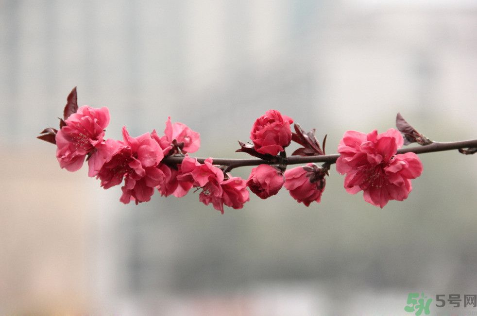 什么花可以凈化空氣？什么花可以減肥？