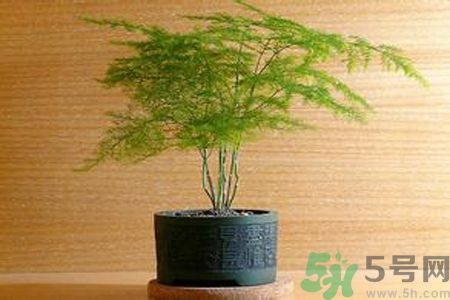 什么花可以凈化空氣？什么花可以減肥？