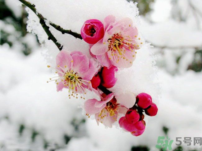 清明節(jié)有哪些習(xí)俗？清明節(jié)習(xí)俗的來源？