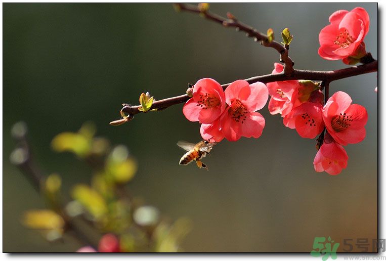 清明節(jié)有哪些習(xí)俗？清明節(jié)習(xí)俗的來源？