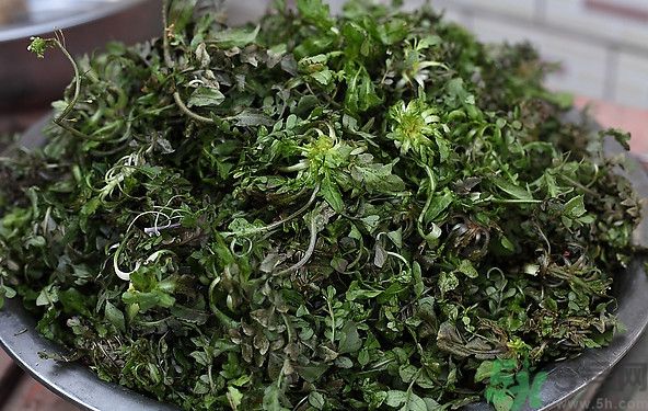薺菜為什么是苦的？薺菜味道苦嗎？