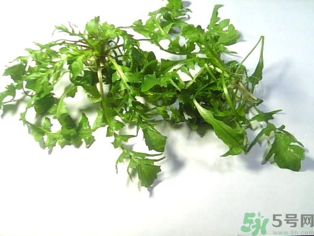 薺菜可以泡水喝嗎？薺菜泡水喝有什么好處？