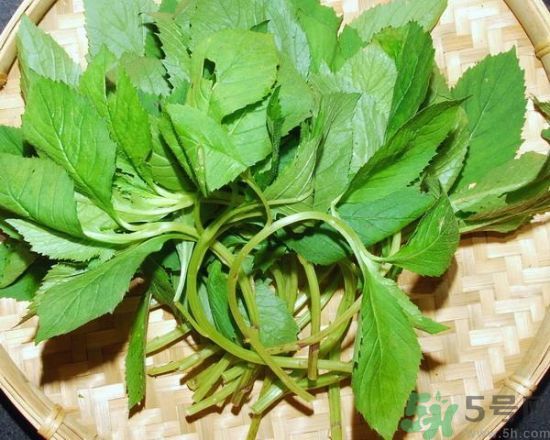 薺菜可以泡水喝嗎？薺菜泡水喝有什么好處？