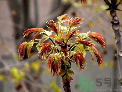 香椿好吃嗎？香椿可以做菜嗎？