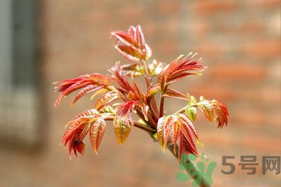 香椿好吃嗎？香椿可以做菜嗎？
