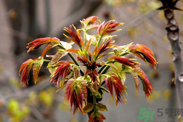 香椿好吃嗎？香椿可以做菜嗎？