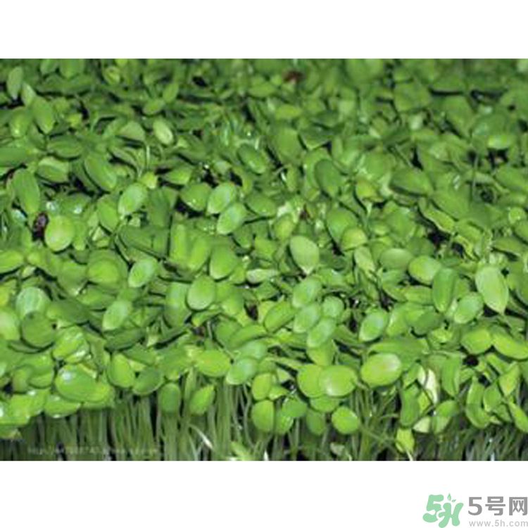 吃香椿要焯水嗎？吃香椿焯水還有營(yíng)養(yǎng)價(jià)值嗎？
