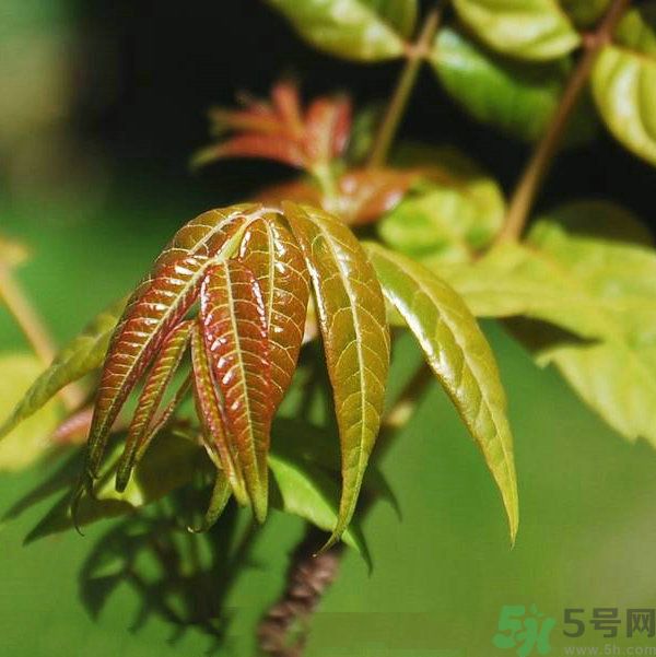 吃香椿要焯水嗎？吃香椿焯水還有營(yíng)養(yǎng)價(jià)值嗎？