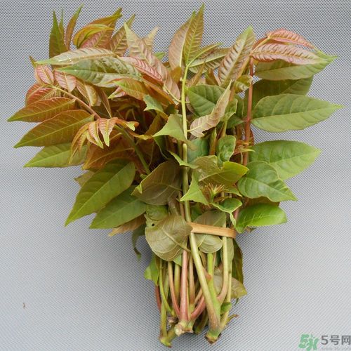 吃香椿要焯水嗎？吃香椿焯水還有營(yíng)養(yǎng)價(jià)值嗎？