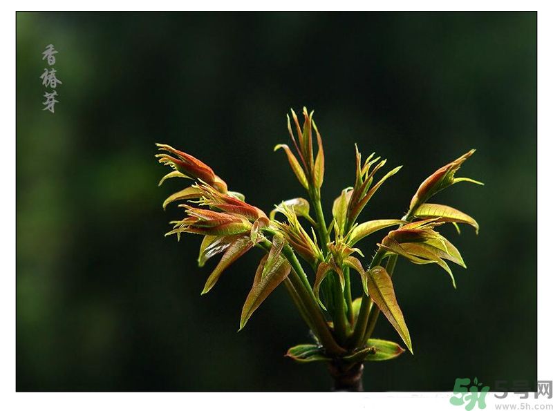 吃香椿有什么好處？香椿可以預(yù)防疾病嗎？