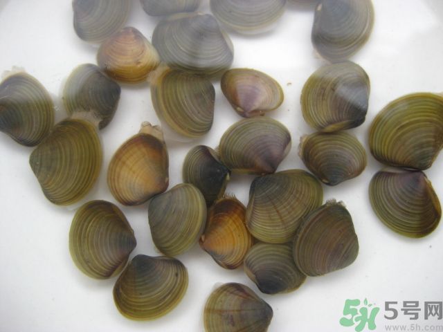 河蚌要怎么清洗才干凈？河蚌的清洗方法？