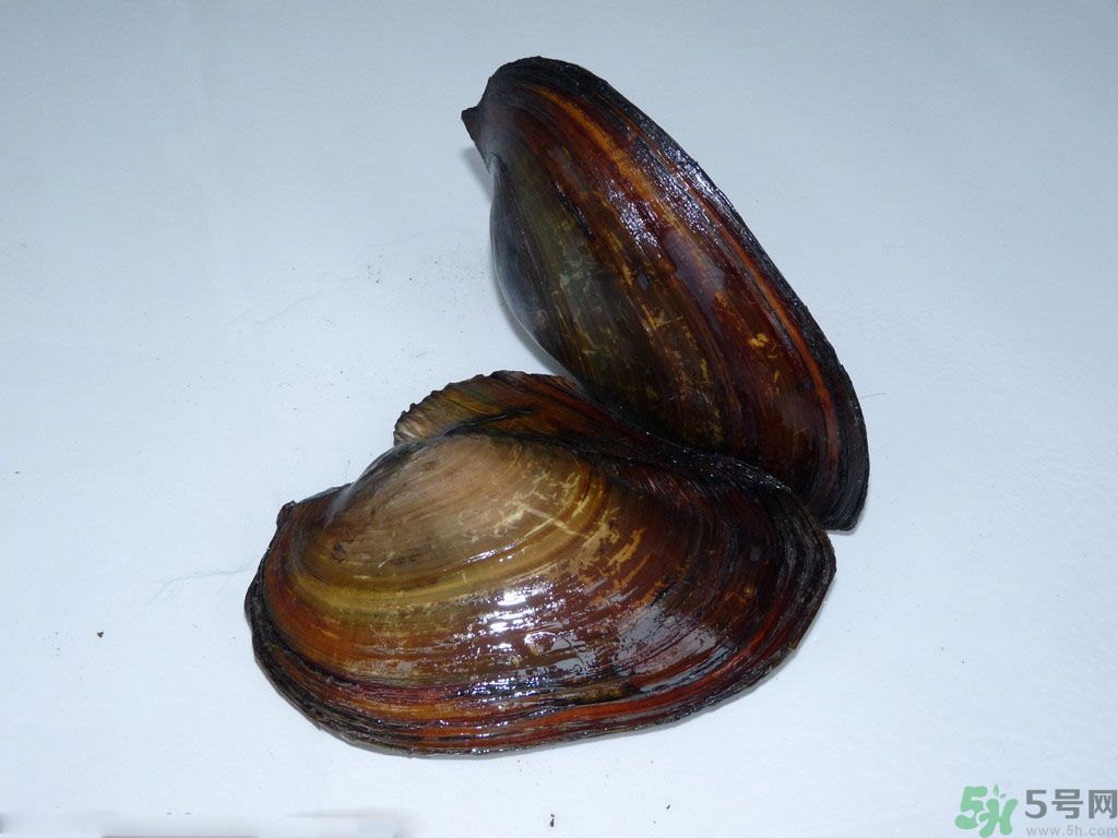 河蚌要怎么清洗才干凈？河蚌的清洗方法？
