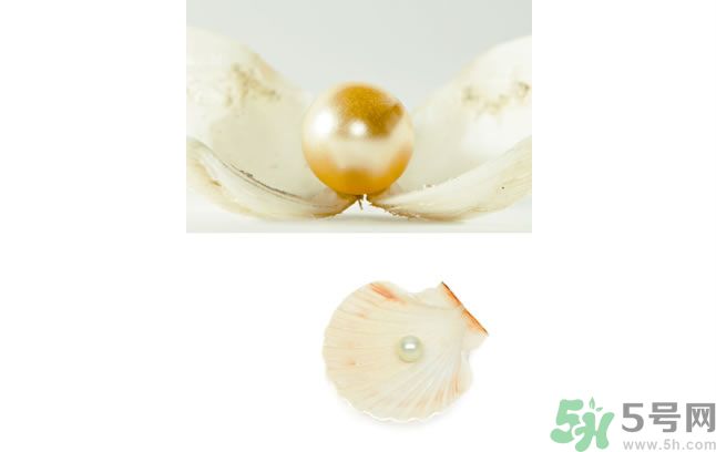 河蚌怎么炒才不會老？炒河蚌要注意什么？