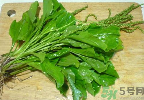 車(chē)前草能治痛風(fēng)嗎？車(chē)前草對(duì)痛風(fēng)的作用