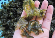 地皮菜孕婦能吃嗎？地皮菜孕婦吃好嗎？