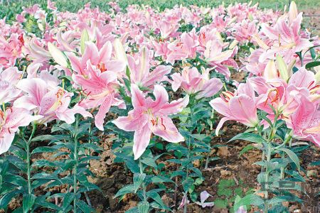 百合花可以吃嗎？百合花吃哪種？