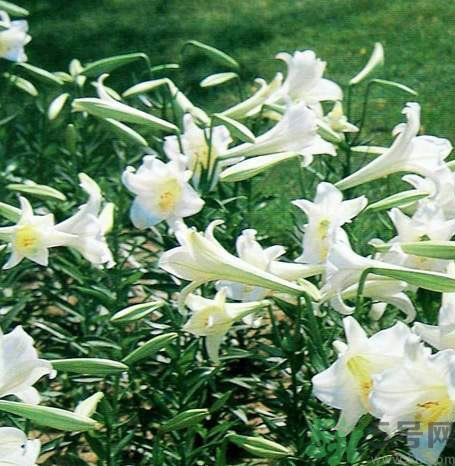 百合花可以吃嗎？百合花吃哪種？