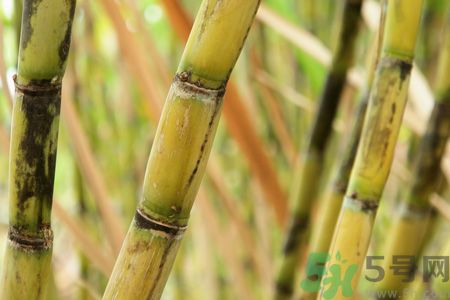 清明節(jié)可以吃甘蔗嗎？清明節(jié)不能吃哪些食物？