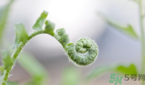 清明節(jié)可以吃甘蔗嗎？清明節(jié)不能吃哪些食物？