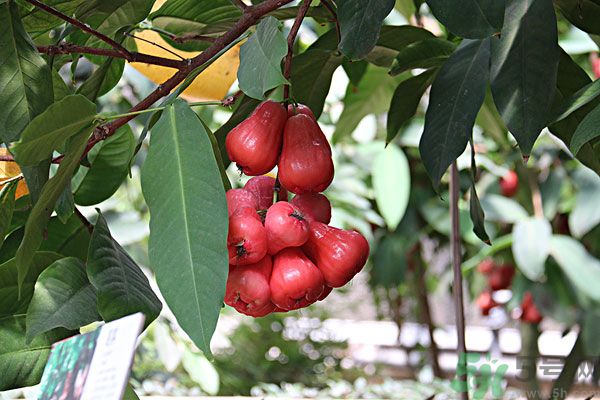 蓮霧月經(jīng)期間能吃嗎？來月經(jīng)能不能吃蓮霧？