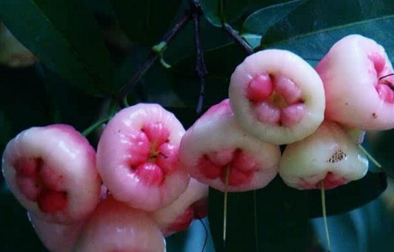 蓮霧皮能吃嗎？蓮霧要不要削皮？