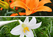 百合花可以吃嗎？百合花吃哪種？