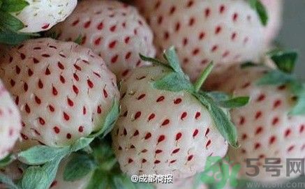 菠蘿莓好吃嗎？菠蘿莓好不好吃？