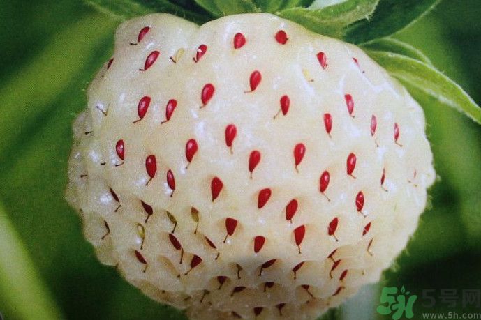 菠蘿莓好吃嗎？菠蘿莓好不好吃？
