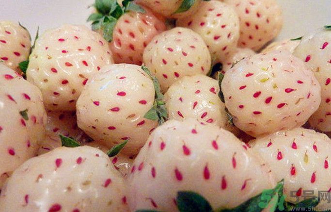 菠蘿莓孕婦能吃嗎？菠蘿莓懷孕可以吃嗎？