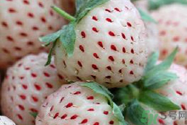 菠蘿莓孕婦能吃嗎？菠蘿莓懷孕可以吃嗎？