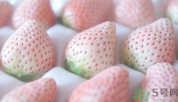 寶寶能吃菠蘿莓嗎？嬰幼兒能吃菠蘿莓嗎？