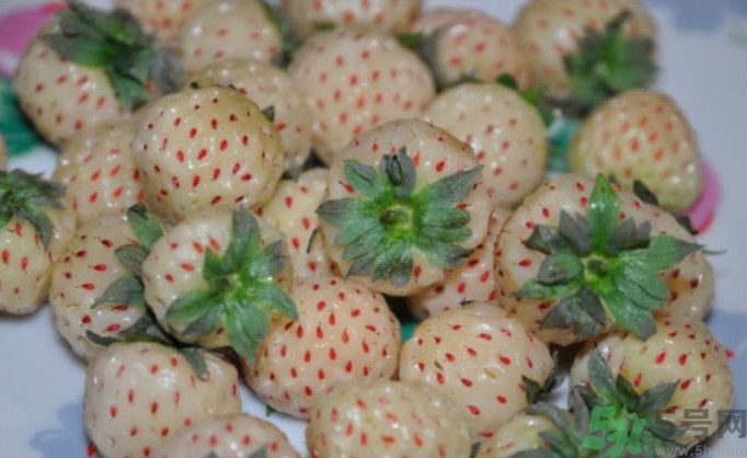 寶寶能吃菠蘿莓嗎？嬰幼兒能吃菠蘿莓嗎？
