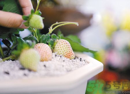 菠蘿莓哪里有賣(mài)的?菠蘿莓在哪里可以買(mǎi)?.jpg